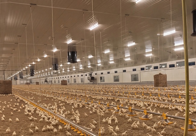 Suspended DURA-P SF01 tubular rows over a broiler chicken house